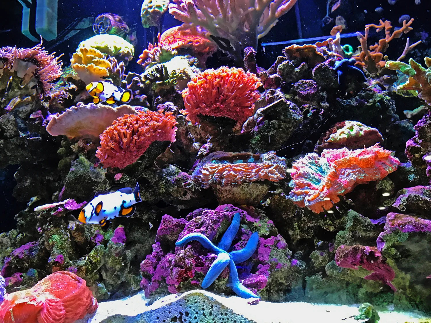 Detailed coral reef aquarium requiring expert care